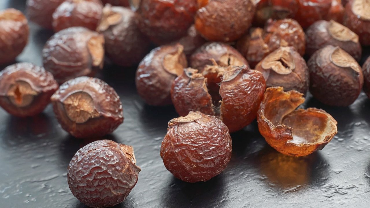 కుంకుడుకాయ Soapnut పంటపై మూడు రోజుల శిక్షణ & ఉచిత మొక్కల పంపిణీ కార్యక్రమం.!