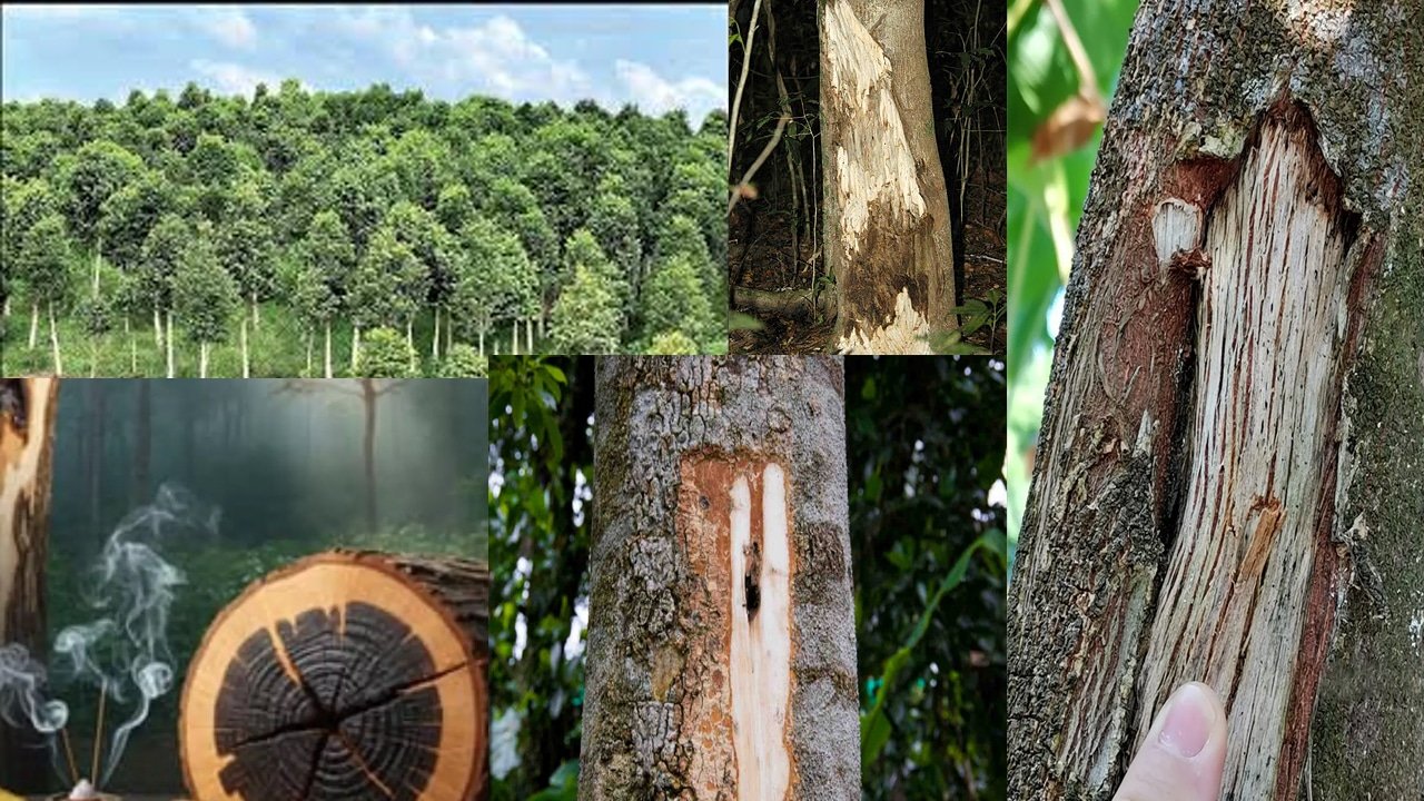 World’s Most Expensive Wood : బంగారం కూడా దీని ముందు దిగదుడుపే.. కేజీ కోటి పైమాటే.. ఈ చెట్టు ముక్క దొరికితే మీ దశ తిరిగినట్టే..!