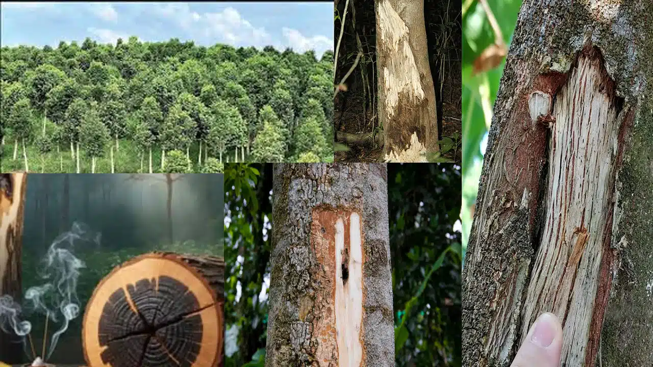 World's Most Expensive Wood : బంగారం కూడా దీని ముందు దిగదుడుపే.. కేజీ రూ. కోటి పైమాటే.. ఈ చెట్టు ముక్క దొరికితే మీ దశ తిరిగినట్టే!
