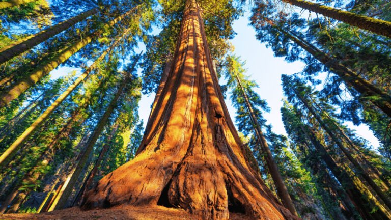 World Largest Tree: 2200 ఏళ్ల చరిత్ర.. 275 అడుగుల ఎత్తు.. ప్రపంచంలోనే అతిపెద్ద వృక్షం ‘జనరల్ షేర్మన్’ గురించి మీకు తెలుసా? World Largest Tree: 2200 ఏళ్ల చరిత్ర.. 275 అడుగుల ఎత్తు.. ప్రపంచంలోనే అతిపెద్ద వృక్షం ‘జనరల్ షేర్మన్’ గురించి మీకు తెలుసా?