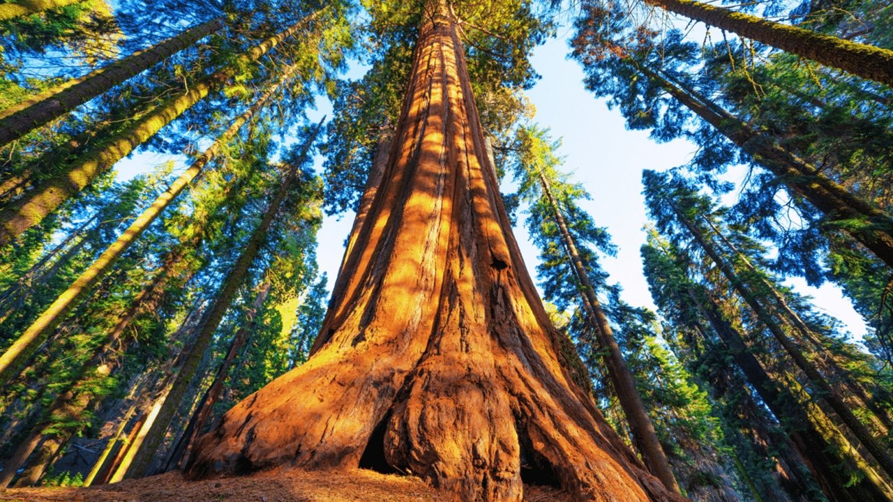 World Largest Tree: 2200 ఏళ్ల చరిత్ర.. 275 అడుగుల ఎత్తు.. ప్రపంచంలోనే అతిపెద్ద వృక్షం ‘జనరల్ షేర్మన్’ గురించి మీకు తెలుసా?