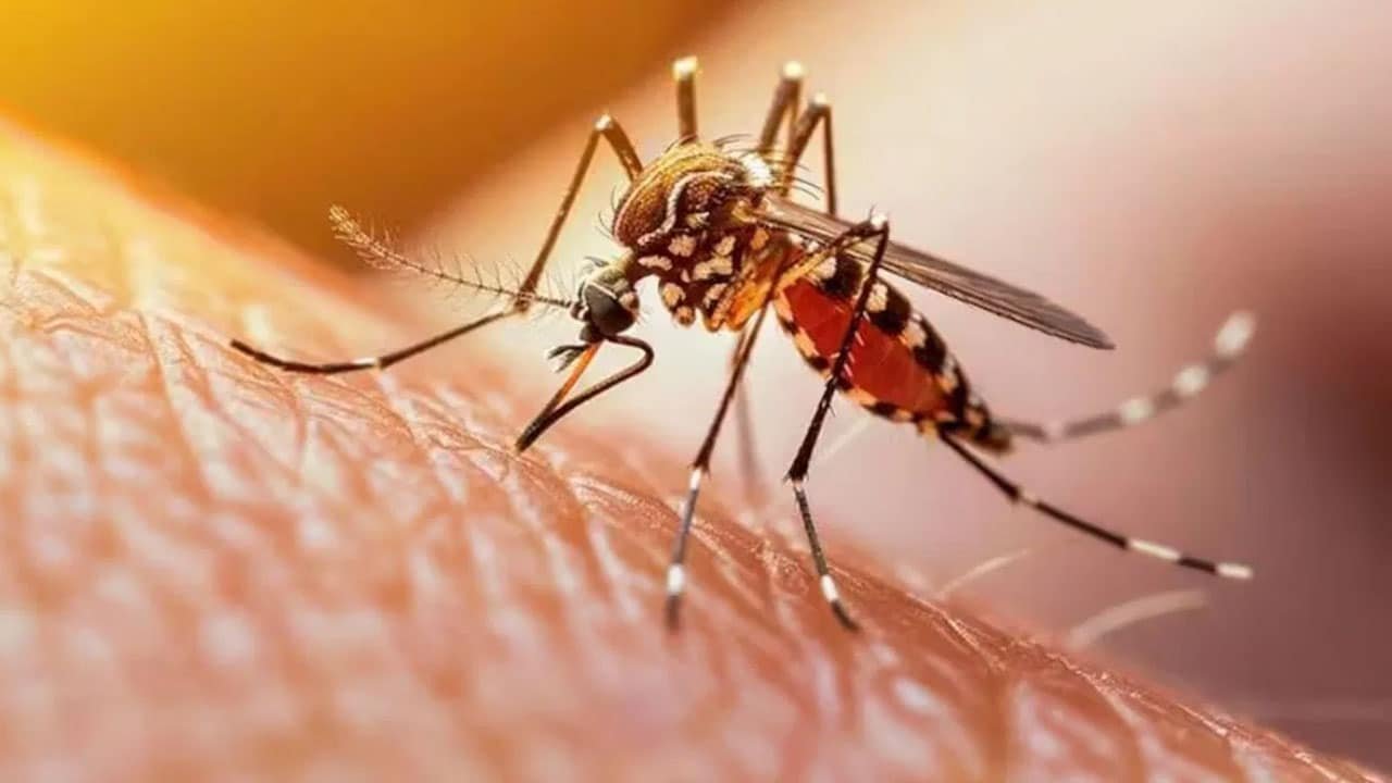 Hyderabad : హైదరాబాద్‌లో దోమలు పెర‌గ‌డానికి కారణం ఇదే.. ఫాగింగ్‌లో భారీ స్కాం..!