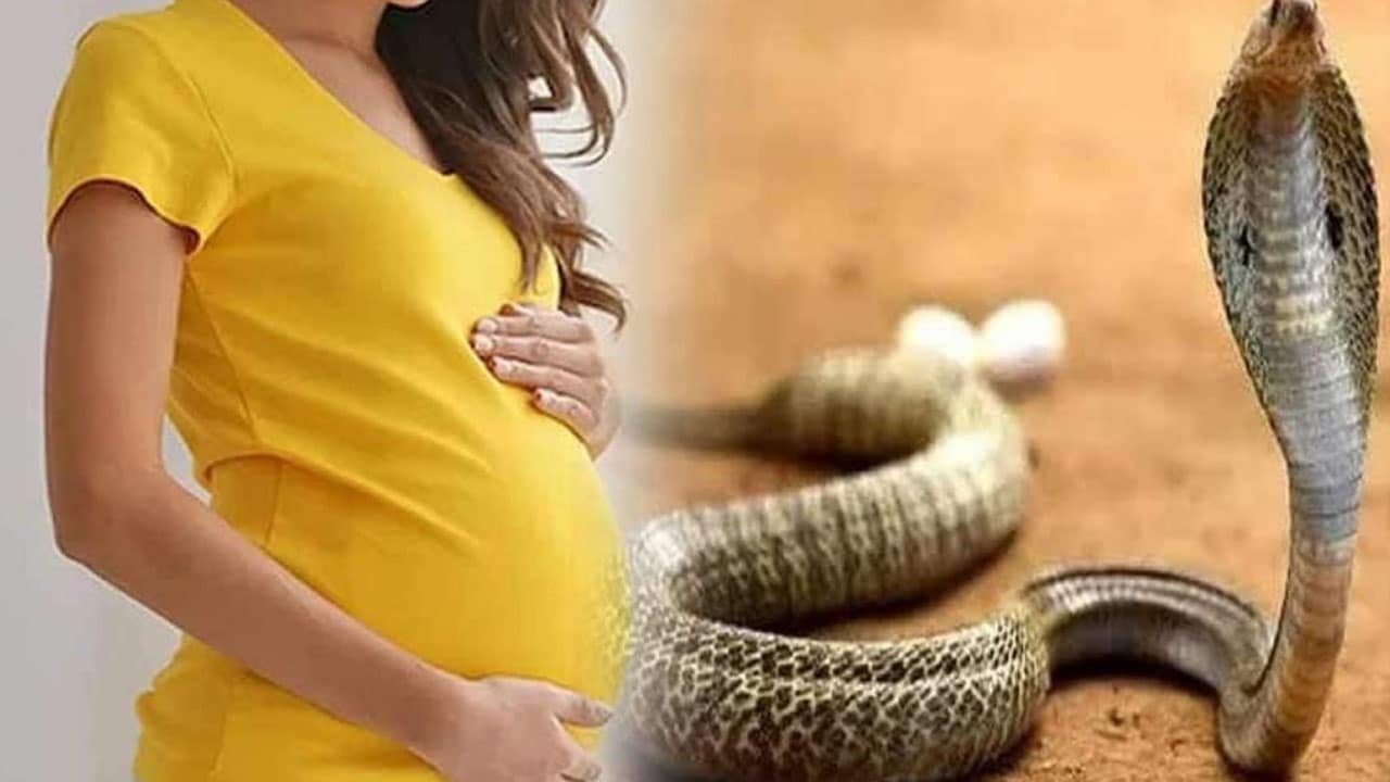 Snake : గర్భవతులను పాము కాటు వెయ్యదా? .. పాము కాటు నిజం ఎంత? అబద్ధం ఎంత?