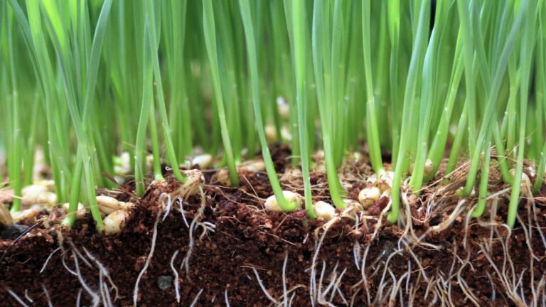 Wheat vs Microbes : పొలంలో వేసే ఎరువు కోసం మొక్కలు, సూక్ష్మజీవుల మధ్య పోటీ.. గెలుపు ఎవరిది? Wheat vs Microbes : పొలంలో వేసే ఎరువు కోసం మొక్కలు, సూక్ష్మజీవుల మధ్య పోటీ.. గెలుపు ఎవరిది?