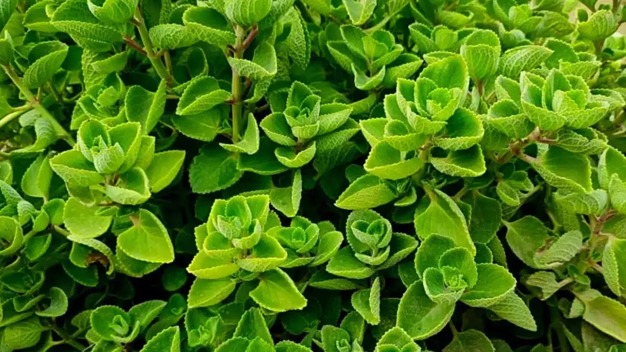 Benefits of eating Vamu leaves