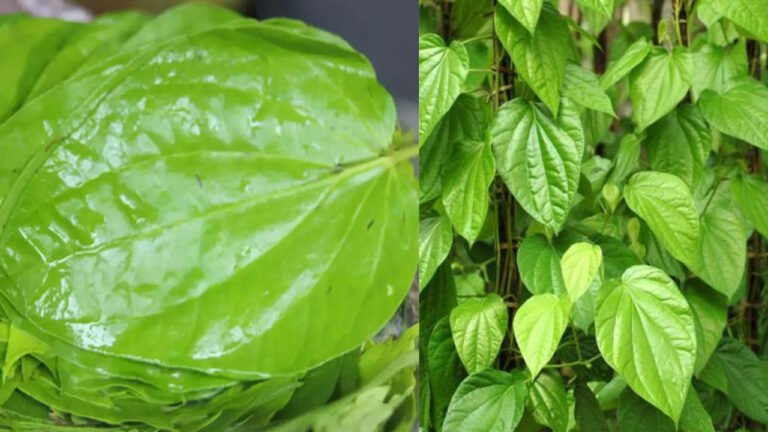 Health Tips : ఈ ఒక్క ఆకుతొ వెయ్యి లాభాలు … ప్రతి రోజు ఉదయాన్నే ఇలా చేస్తే ఆ రోగాలన్నీ మాయం ..!