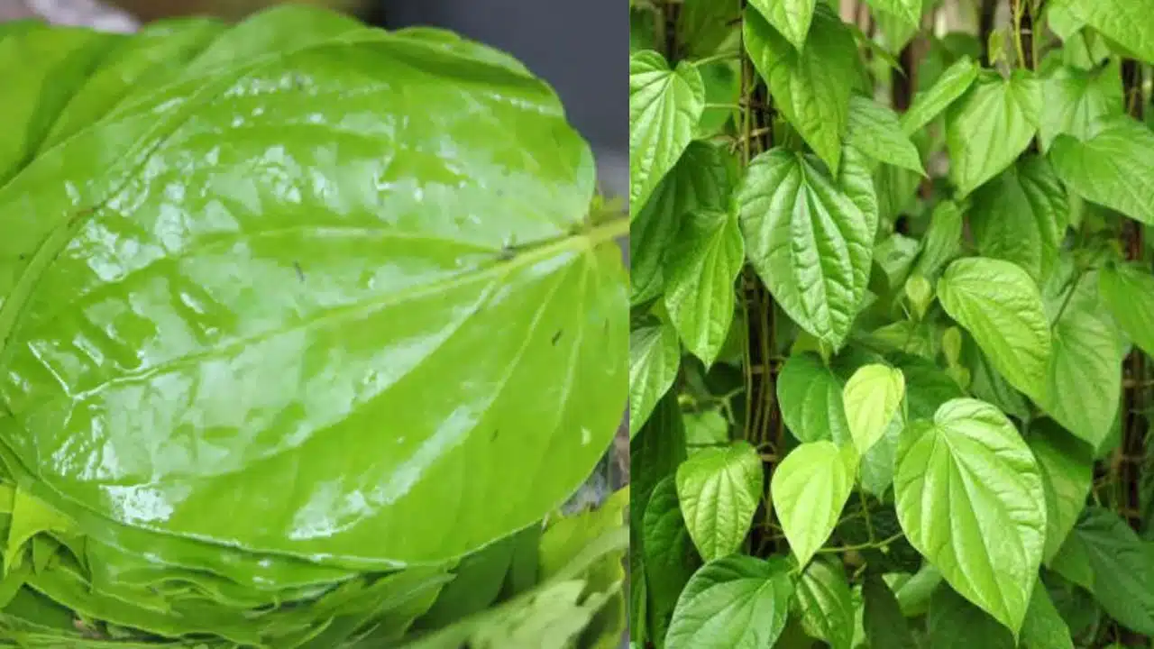 Benefits of eating betel leaves every morning
