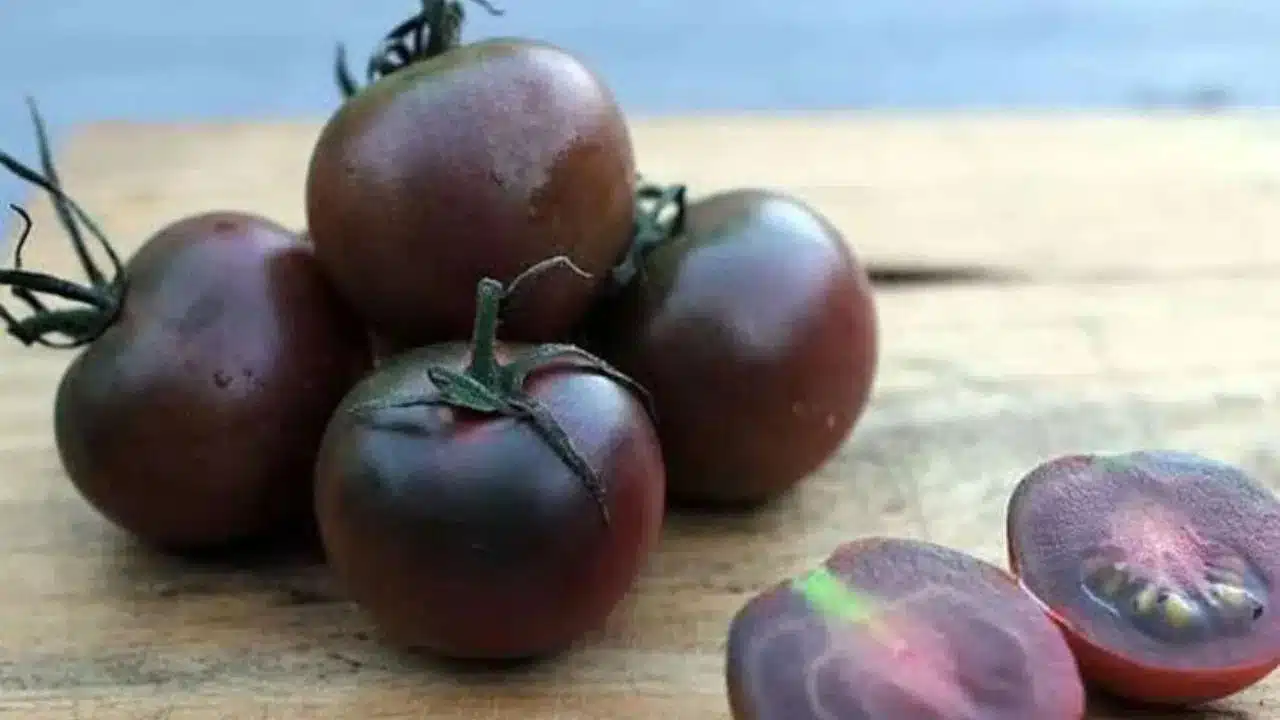 Benefits of eating black cherry tomatoes