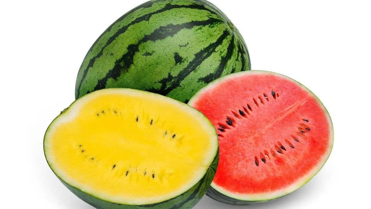 Red vs Yellow Watermelon : ఏ రంగు పుచ్చకాయలో పోషకాలు ఎక్కువ? .. ఏది తింటే ఆరోగ్యానికి అధిక లాభం?