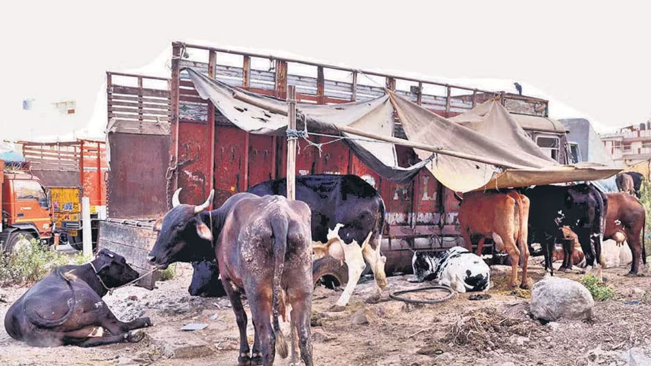 Dairies : పశు పోషకులకు శుభవార్త .. ఇక పై పట్టణ డెయిరీలకు వాటి నుండి మినహాయింపు ..!