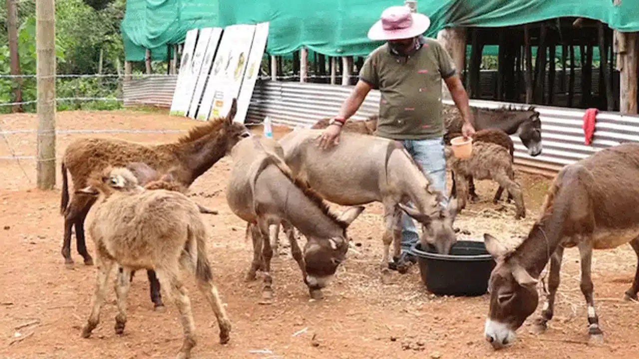 Donkey breeding details