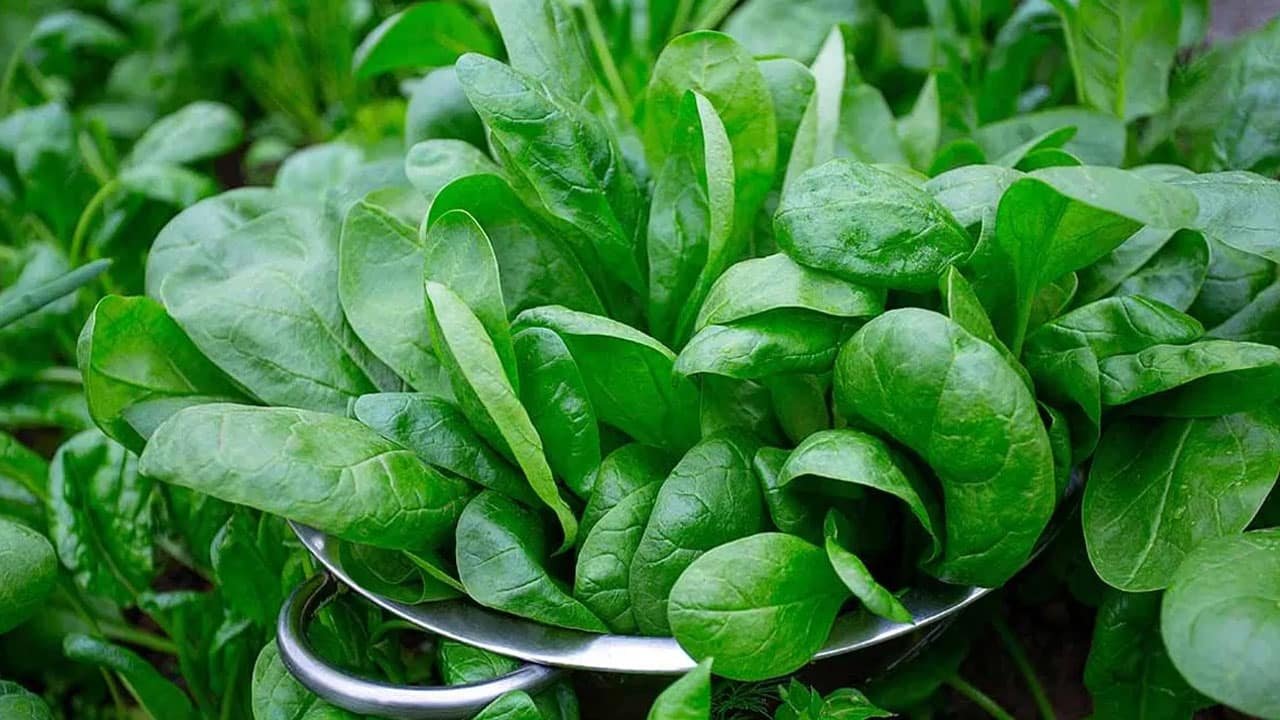Spinach : వేసవి వేడిలో వారానికి ఒక్కసారి ఇది తింటే చాలు .. ఎన్నో ఆరోగ్య లాభాలు..!
