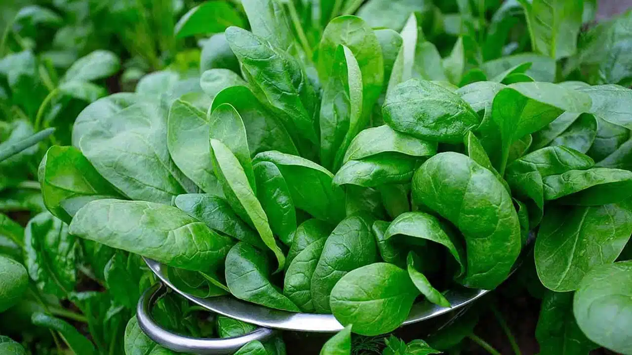 Health benefits of eating spinach