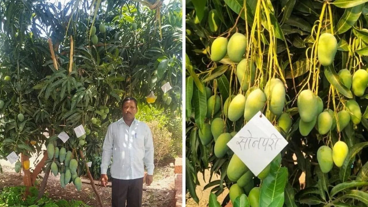 Success Story : కరువు నేలలో కేసర్ మామిడి .. ఆటో మెకానిక్ నుంచి సంవత్సరానికి రూ. 50 లక్షల సంపాదన .. కాకాసాహెబ్ విజయగాథ ..!