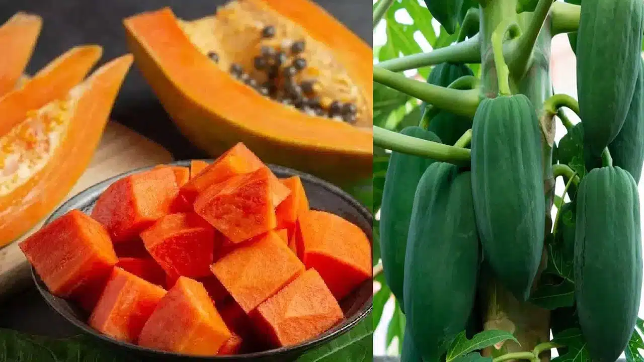 Raw Vs Ripe Papaya : పచ్చి బొప్పాయా? .. పండిన బొప్పాయా? ..ఆరోగ్యానికి ఏది మంచిదో తెలుసా..?