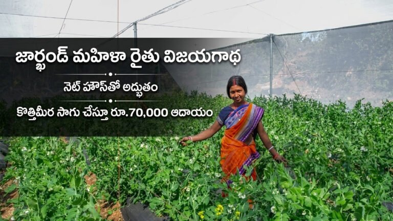 Woman Farmer Success Story : నెట్ హౌస్తో అద్భుతం: కొత్తిమీర సాగుతో రూ. 70 వేలు సంపాదిస్తున్న మహిళా రైతు! Woman Farmer Success Story : నెట్ హౌస్తో అద్భుతం: కొత్తిమీర సాగుతో రూ. 70 వేలు సంపాదిస్తున్న మహిళా రైతు!
