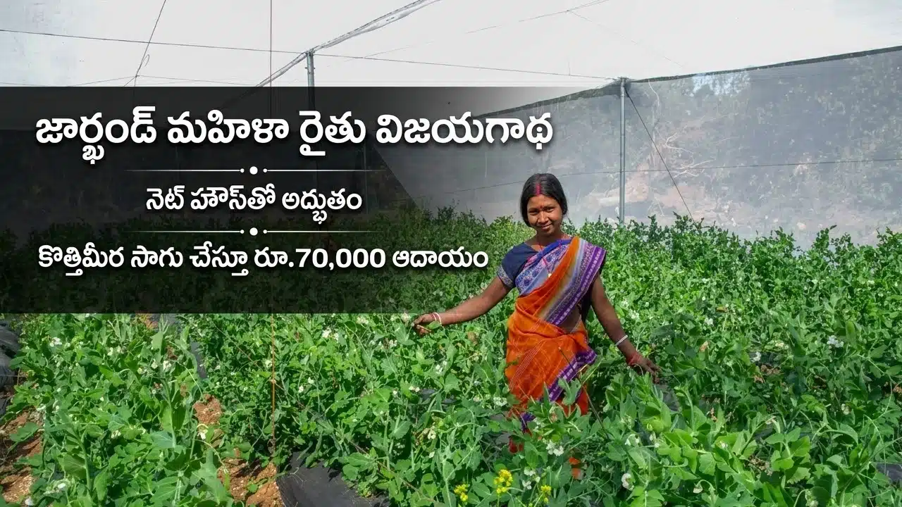 Jharkhand Woman Farmer Success Story : నెట్ హౌస్‌తో అద్భుతం: కొత్తిమీర సాగుతో రూ. 70 వేలు సంపాదిస్తున్న మహిళా రైతు!