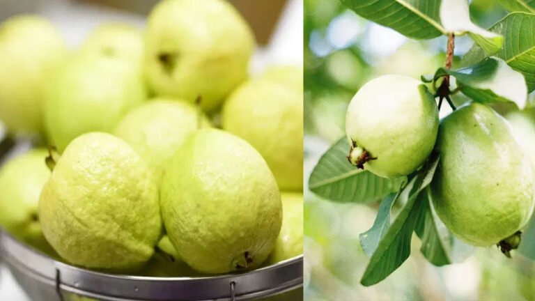 Guava :  జామకాయ తినే సరైన విధానం ఏది? .. తొక్కతో తినాలా.. లేక తొక్క తీసి తినాలా ? .. నిపుణుల సూచనలు ఇవే..!