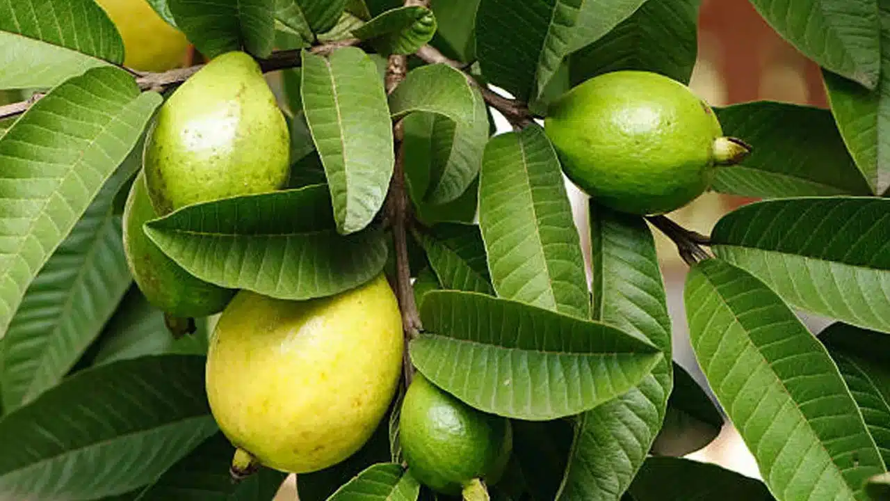 Benefits of eating guava leaves