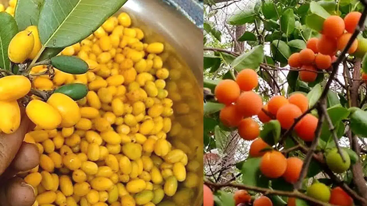 Benefits of eating milk fruits in summer