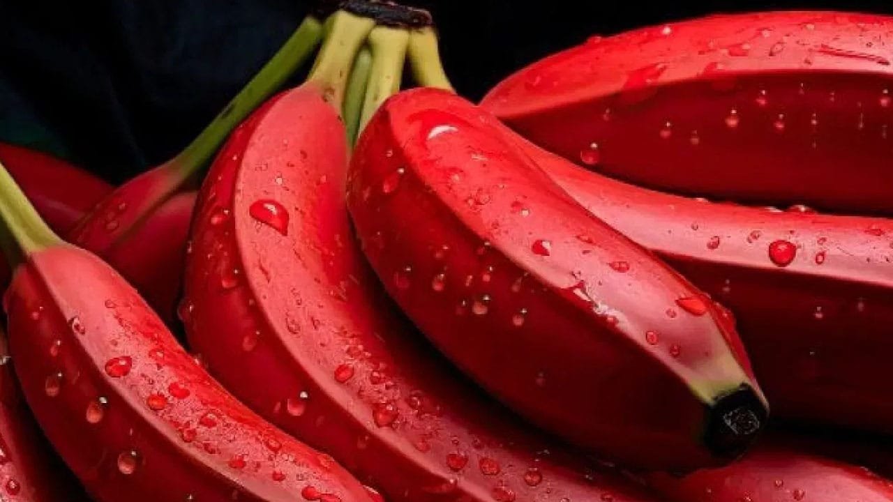 Red Banana : ఎర్రటి అరటి పండు ఎప్పుడైనా తిన్నారా? .. కనబడితే వెంటనే కొనేయండి .. ఎందుకంటే.?