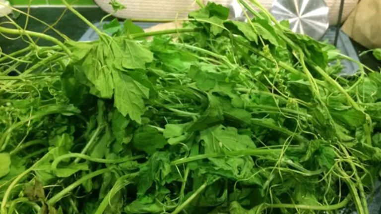 Kakarakaya plant : మీ ఇంట్లో ఈ మొక్క పెంచాలా? .. వద్దా? .. వాస్తు చెప్పే ఆశ్చర్యకర విషయాలు ఇవే ..!