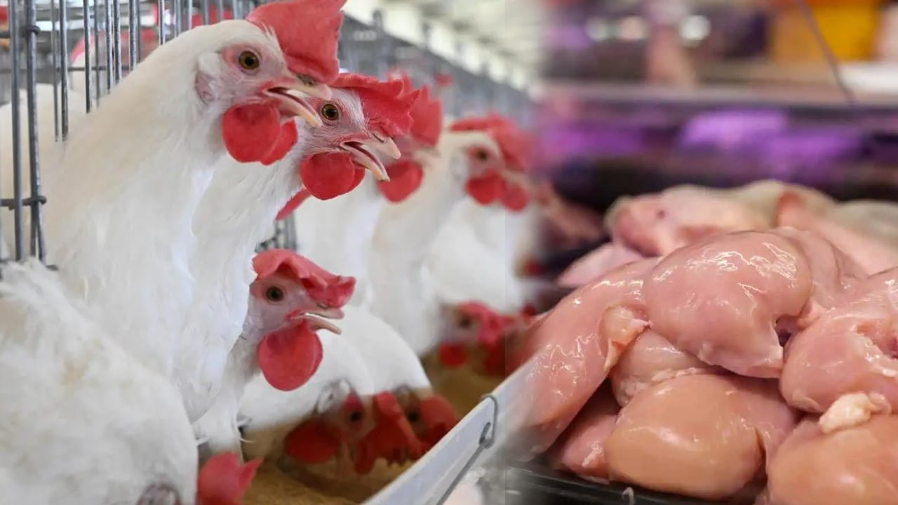 Chicken Prices : చికెన్ ప్రియులకు గుడ్ న్యూస్.. భారీగా దిగివచ్చిన ధరలు, నేడు కిలో ఎంతంటే?