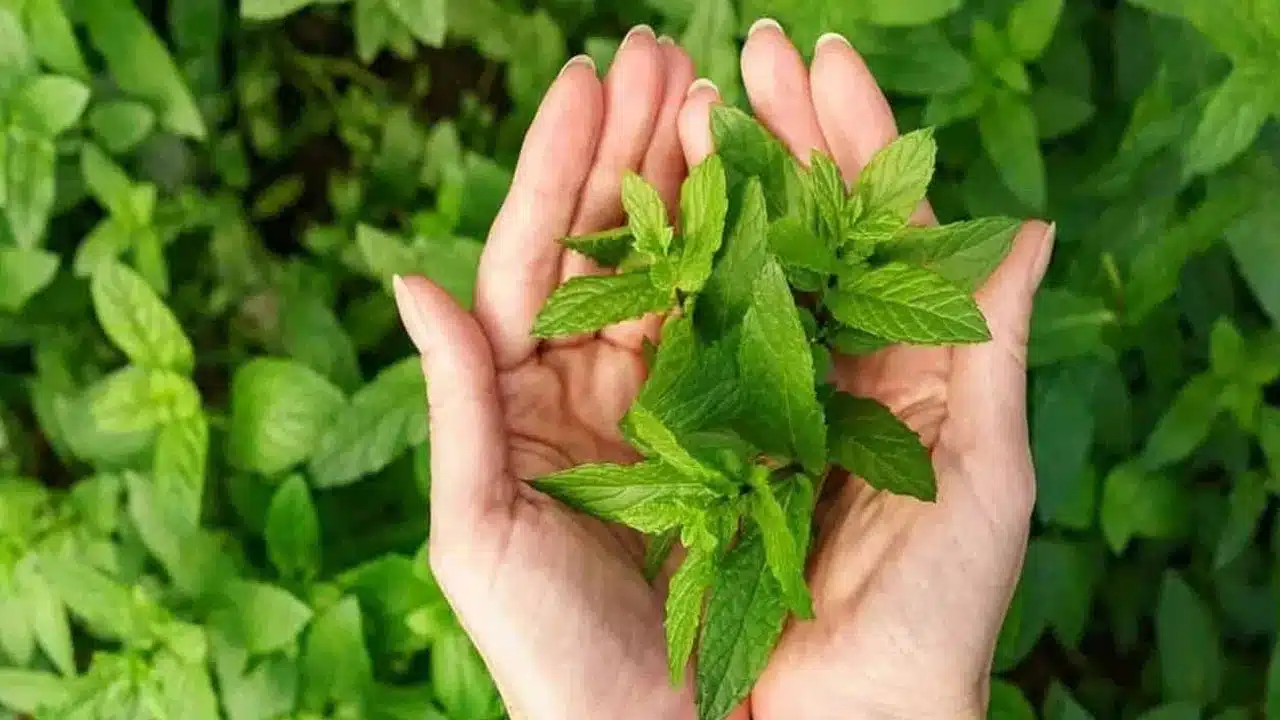 Dangers of eating too much mint