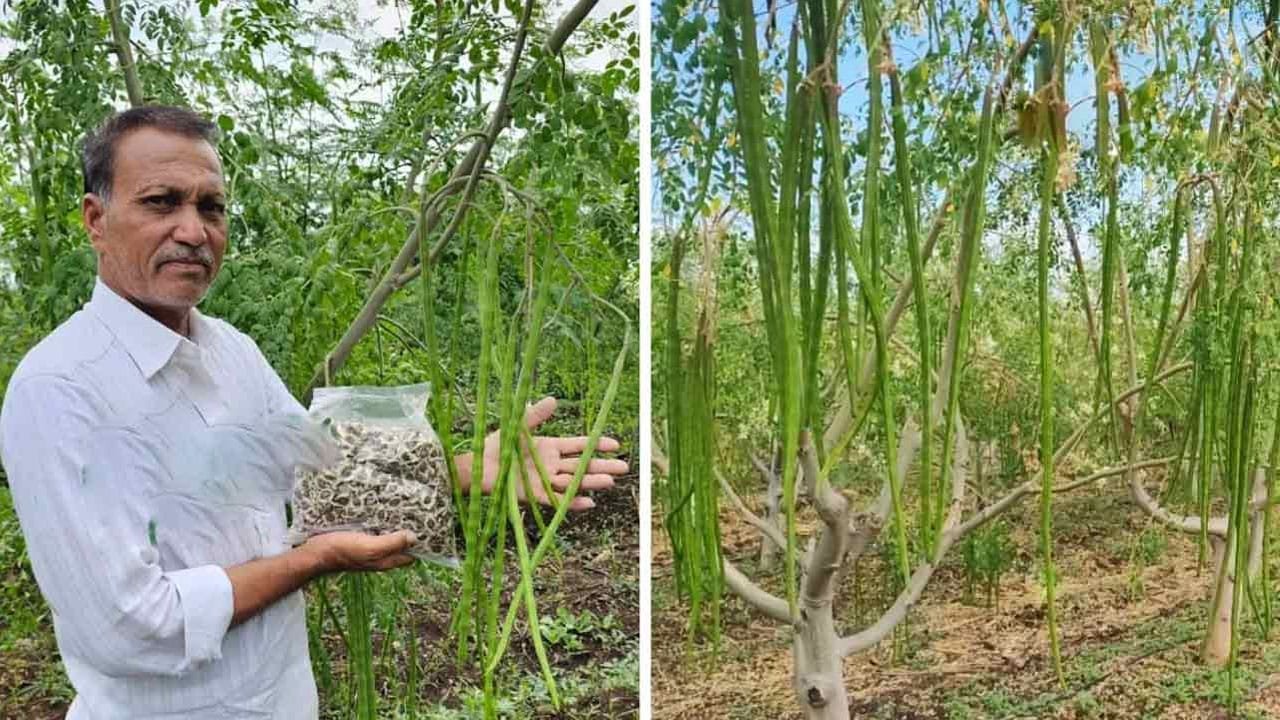 Drumstick Farming : కరువు నేలపై మునగతో విజయ గాథ .. ఏడాదికి రూ. 30 ల‌క్ష‌లు సంపాదిస్తున్న వృద్ధ రైతు స్ఫూర్తిదాయక ప్రయాణం ..!