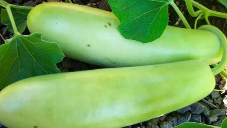 Bottle Gourd : సొరకాయ – ప్రకృతి ప్రసాదించిన ఆరోగ్య రహస్యం..!
