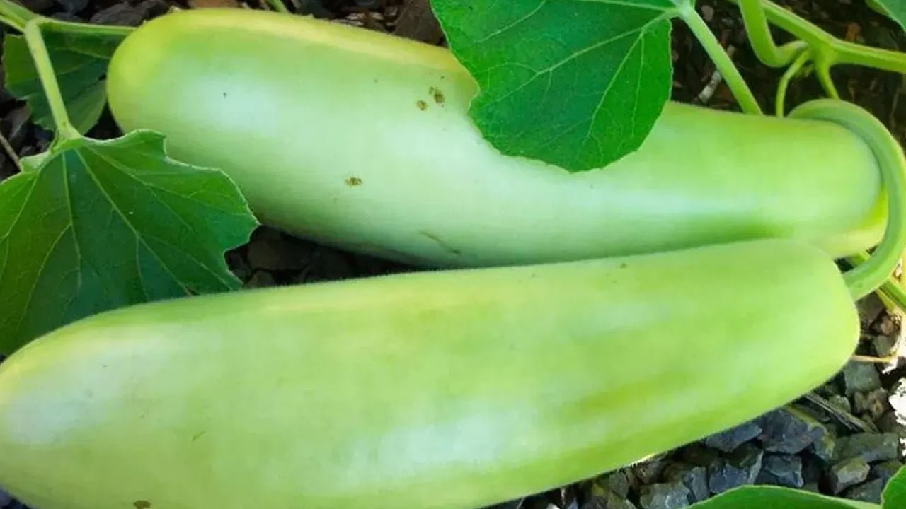 Bottle Gourd : సొరకాయ – ప్రకృతి ప్రసాదించిన ఆరోగ్య రహస్యం..!
