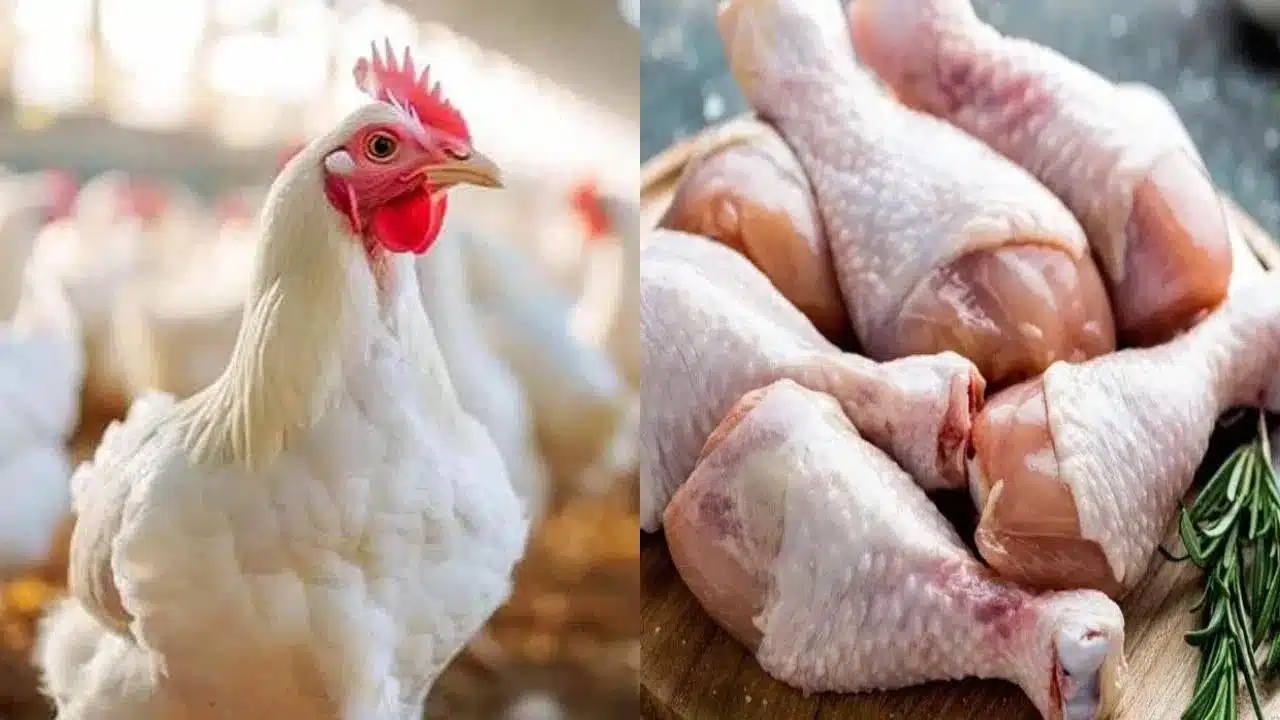 Telangana Chicken shops bandh : తెలంగాణలో చికెన్ సెంటర్ల బంద్ సక్సెస్: దిగివచ్చిన పౌల్ట్రీ కంపెనీలు.. భారీగా తగ్గిన ధరలు