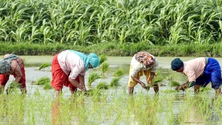 Farmers Good News : రైతులకు శుభవార్త.. వ్యవసాయ రంగంలో కొత్త ఆశలు..!
