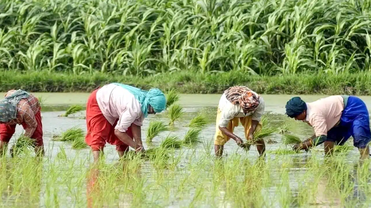 Farmers Good News : రైతులకు శుభవార్త.. వ్యవసాయ రంగంలో కొత్త ఆశలు..!