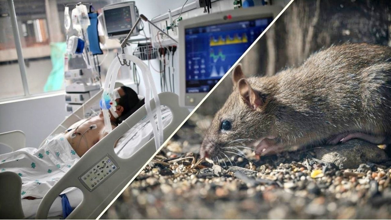 Hantavirus  : హంటా వైరస్ హడలెత్తిస్తోంది.. ఈ లక్షణాలు కనిపిస్తే వెంటనే టెస్ట్ చేయించుకోండి!