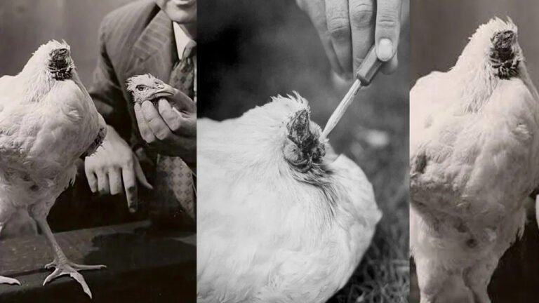 Headless Hen : తల లేకుండా 18 నెలలు బతికిన కోడి.. యజమానిపై కాసుల వర్షం.. అసలు రహస్యం ఇదే