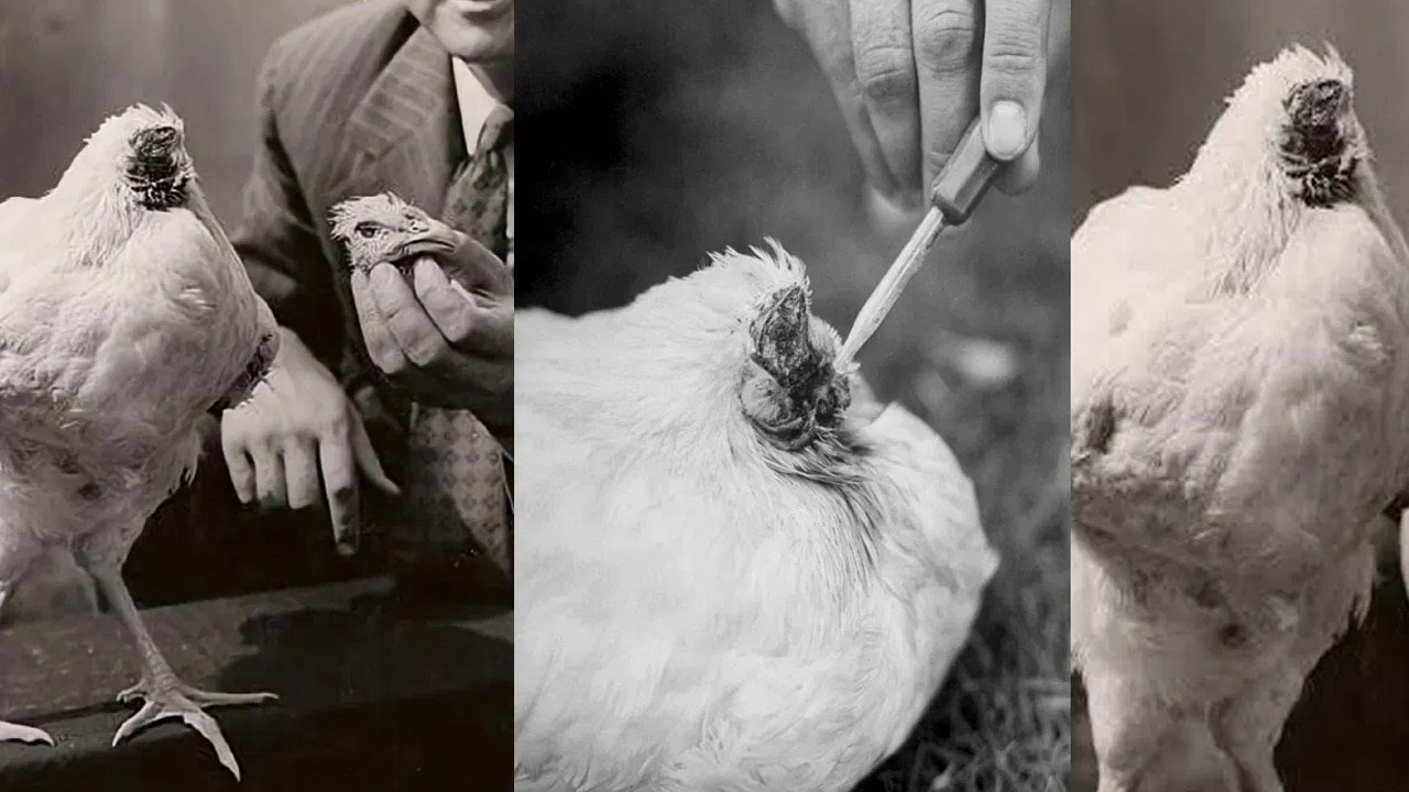Headless Hen : తల లేకుండా 18 నెలలు బతికిన కోడి.. యజమానిపై కాసుల వర్షం.. అసలు రహస్యం ఇదే