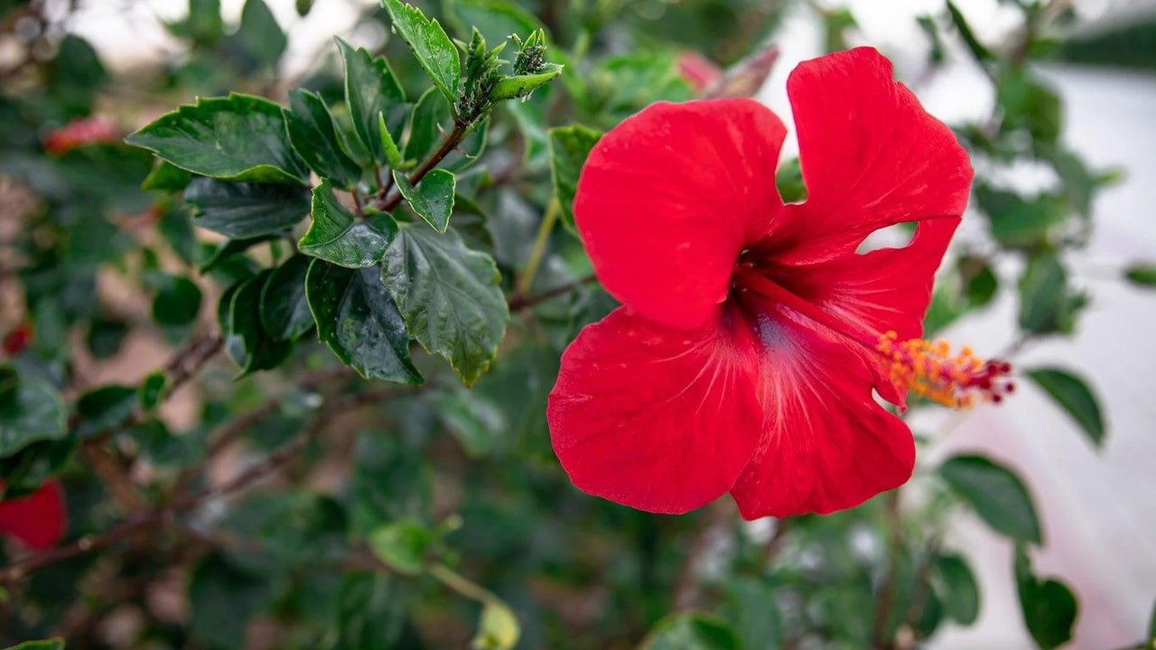 Hibiscus Flower : ముద్దొచ్చే మందారం.. ఆరోగ్యానికి అద్భుత ఔషధం తెలుసా..?