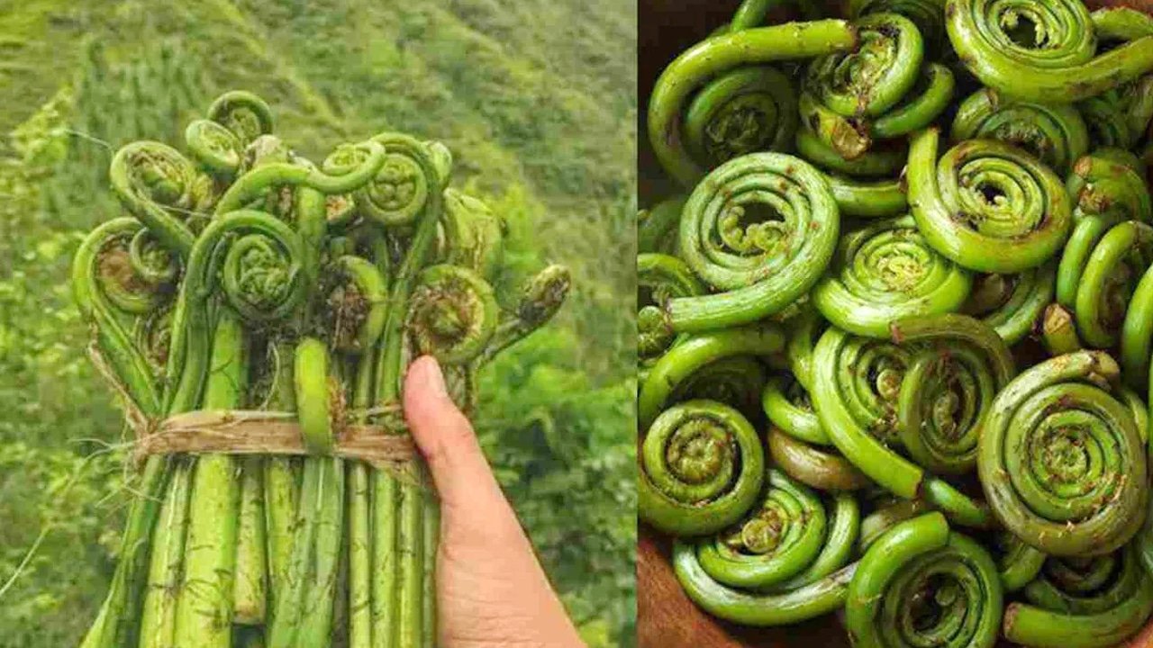 Linguda  : లింగుడా ఆకుకూరలో దాగి ఉన్న అద్భుత ప్రయోజనాలు.. షుగర్, జాయింట్ పెయిన్‌కు సూపర్ ఫుడ్..!