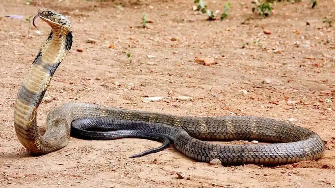 Snakes : పాములే లేని దేశాలు ఇవే..! ఈ రెండు దీవుల్లో పాము కనిపిస్తే ఏం చేస్తారో తెలుసా?