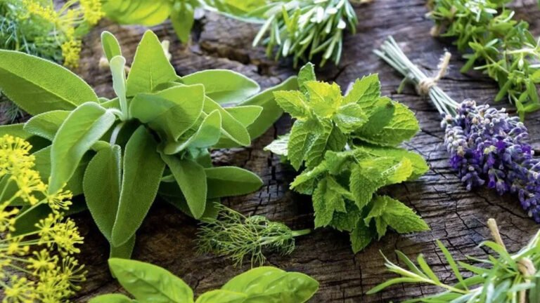 7 Herbal Plants : ఇంట్లో ఈ 7 ఔషధ మొక్కలు ఉంటే చాలు.. చిన్న చిన్న అనారోగ్యాలకు డాక్టర్ అవసరమే లేదు!