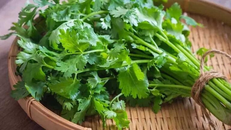 Coriander : కూరల్లో కొత్తిమీర వేయడం వెనుక అసలు కారణం ఇదే..! Coriander : కూరల్లో కొత్తిమీర వేయడం వెనుక అసలు కారణం ఇదే..!