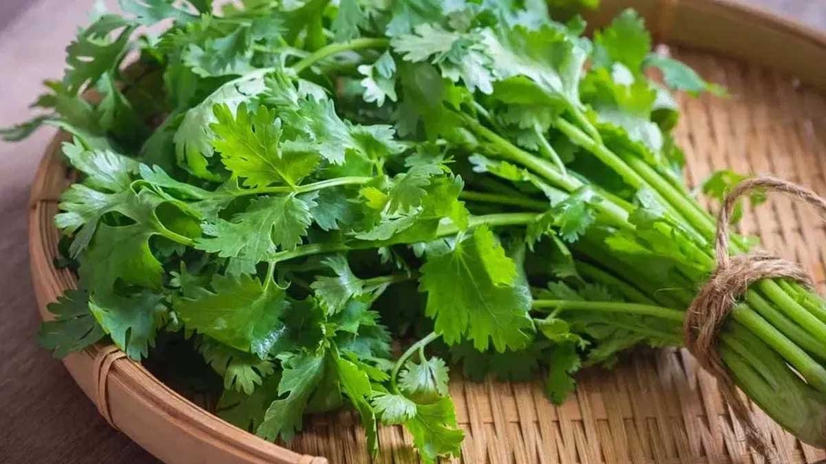 Coriander : కూరల్లో కొత్తిమీర వేయడం వెనుక అసలు కారణం ఇదే..!