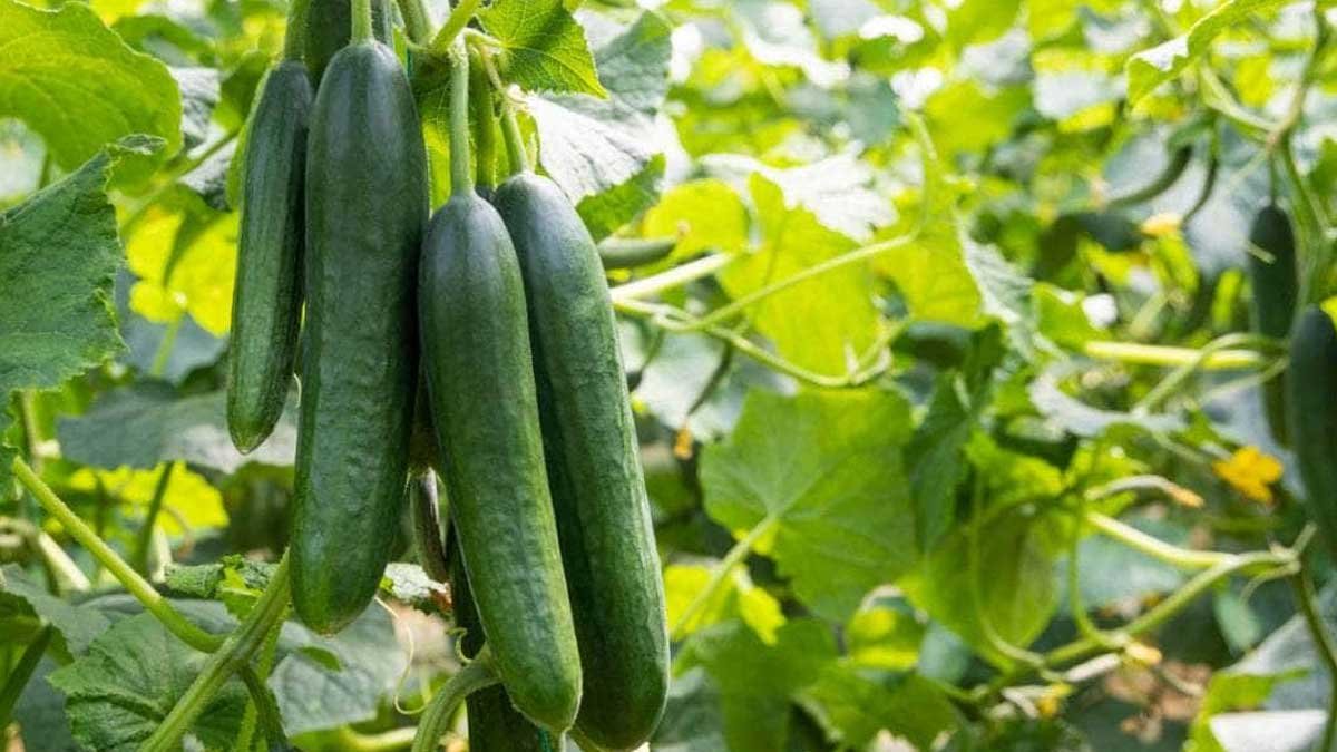 Cucumbers : చేదు లేని కీర దోసకాయలను ఎలా గుర్తించాలి? నిపుణులు చెప్పిన సూపర్ టిప్స్ ఇవే