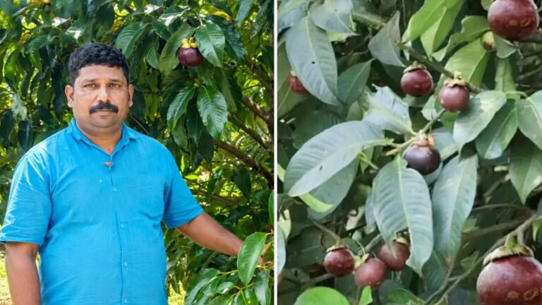 Farmer Earns : ఎకరానికి లక్షల ఆదాయం.. మంగోస్టీన్ సాగుతో రైతు సక్సెస్ స్టోరీ! Farmer Earns : ఎకరానికి లక్షల ఆదాయం.. మంగోస్టీన్ సాగుతో రైతు సక్సెస్ స్టోరీ!