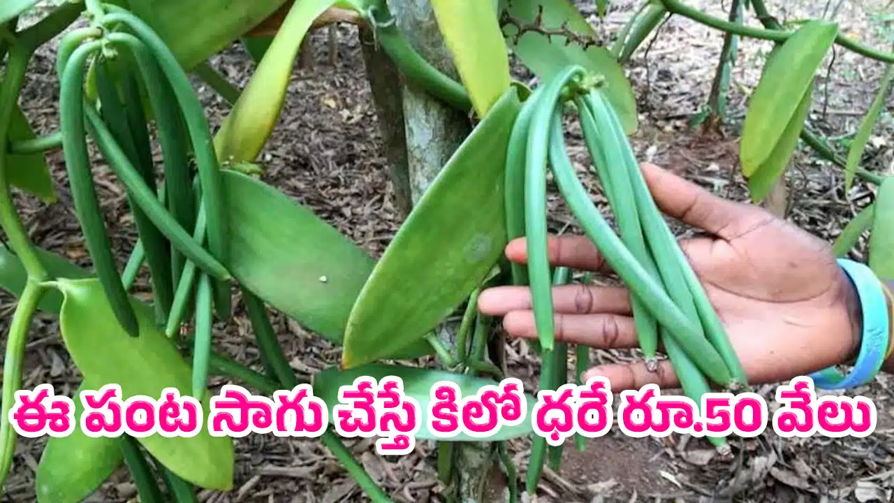 Farmers : రైతులకు బంపర్ అవకాశం.. ఈ పంట సాగు చేస్తే కిలో ధరే రూ.50 వేలు..!