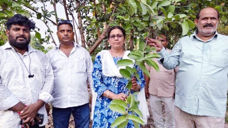 Guava Farming Success Story : ఉద్యోగాల కంటే వ్యవసాయమే బెస్ట్.. జామ తోటతో కోటీశ్వరుడైన యువ రైతు స‌క్సెస్ స్టోరీ..!