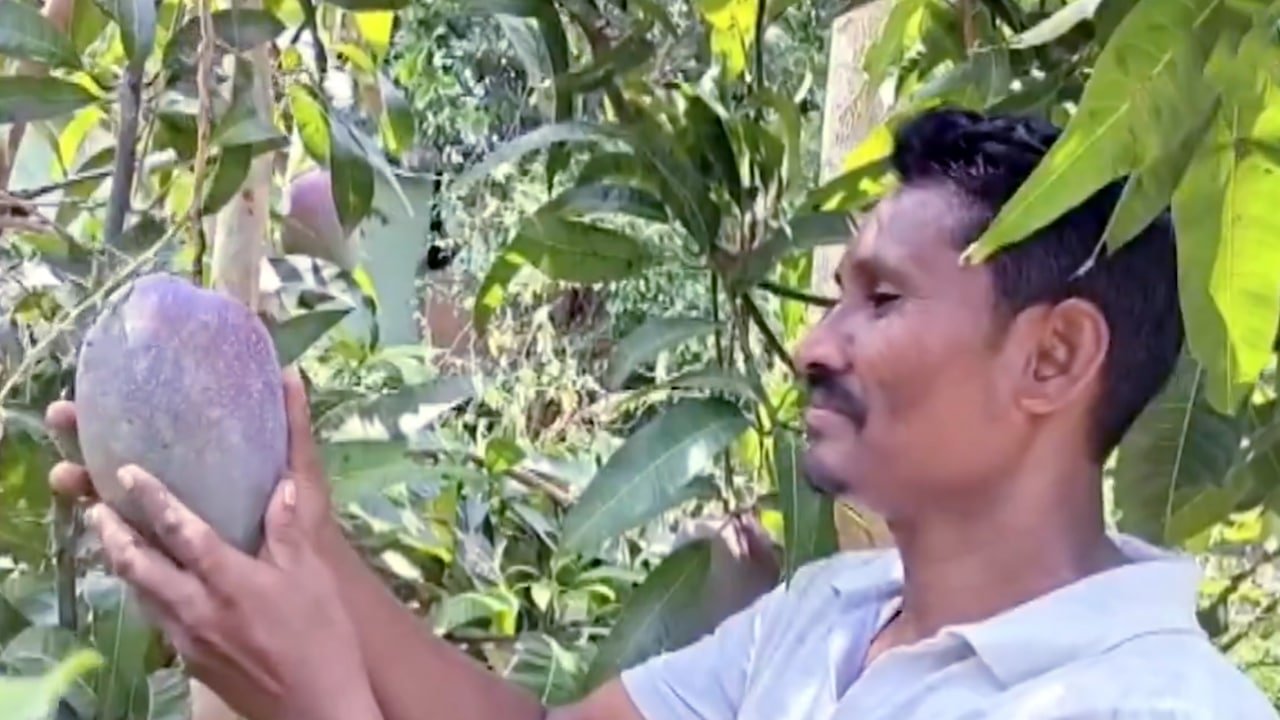 Mango Farmer : ప్రపంచంలోనే అత్యంత ఖరీదైన మామిడి.. కానీ పండించిన ఆ రైతు కథ వింటే ఆశ్చర్య‌పోతారు..!