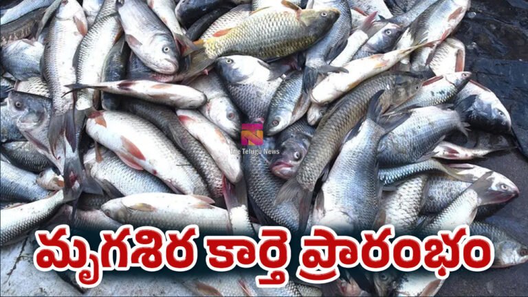 Mrigasira Karthe 2026 : మృగశిర కార్తె ప్రారంభం… చేపలు తినే సంప్రదాయం వెనుక ఉన్న ఆరోగ్య రహస్యాలు ఇవే..!
