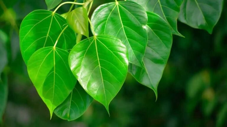 Peepal Leaves Benefits : రావి ఆకులను తేలికగా తీసుకోవద్దు.. ఈ ఒక్క ఆకు ఎన్నో వ్యాధులకు చెక్ ..!